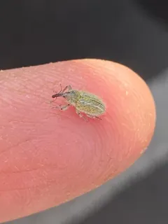 Yellow Starthistle Hairy Weevil thumbnail 3