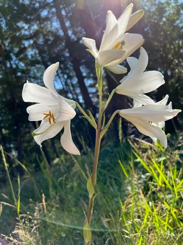Madonna lily