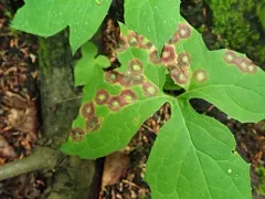 Cystiphora canadensis thumbnail 4