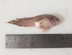 Nebulous Snailfish thumbnail 3
