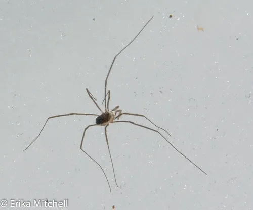 North American cavernicolous Harvestman