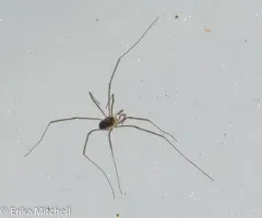 North American cavernicolous Harvestman thumbnail 1
