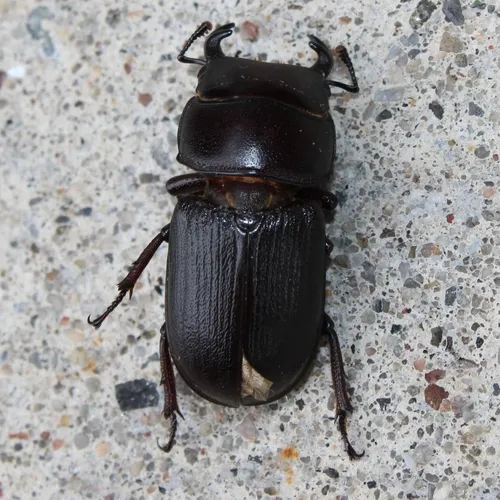 Antelope Beetle