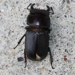 Antelope Beetle thumbnail 1