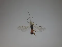 Terminal Mummy Wasp thumbnail 4