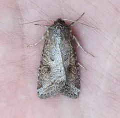 Aster Cutworm thumbnail 2