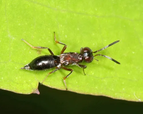 Brasema leucothysana