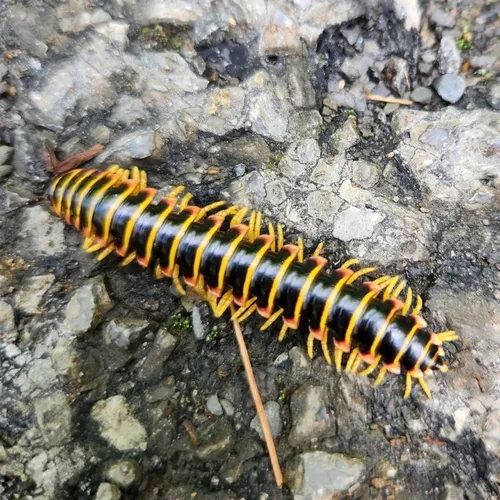 Black-and-gold Flat Millipede