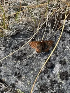 Dingy Fritillary thumbnail 2