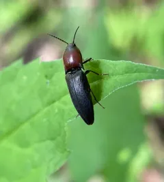 Ampedus rubricollis thumbnail 3