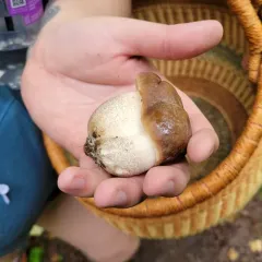 Brown Birch-bolete thumbnail 3