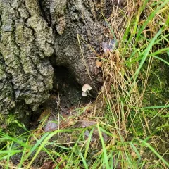 common bonnet thumbnail 4