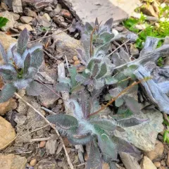 Bolander's hawkweed thumbnail 4