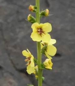 Wand Mullein thumbnail 3