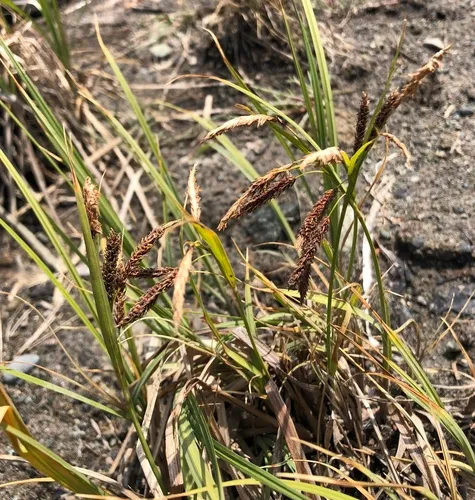Lyngbye's sedge