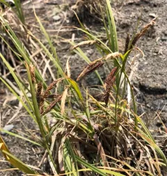Lyngbye's sedge thumbnail 1