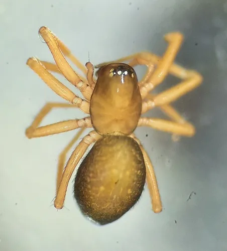 Scotinotylus sanctus
