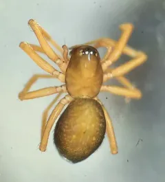 Scotinotylus sanctus thumbnail 1