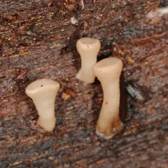 Tatraea macrospora thumbnail 4