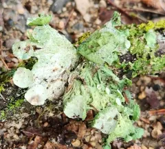Fan Ramalina thumbnail 1