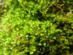 Golden Feather-moss thumbnail 1