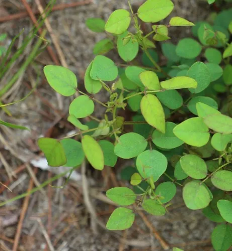 Maryland Tick-trefoil