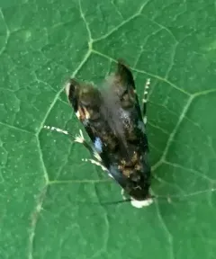 Mompha luciferella thumbnail 3