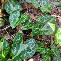 marbled wild-ginger thumbnail 4