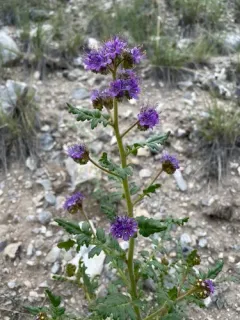 Glandular Phacelia thumbnail 3