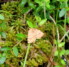 Rusty Speranza Moth thumbnail 4
