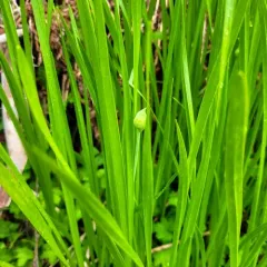 Swamp Onion thumbnail 2