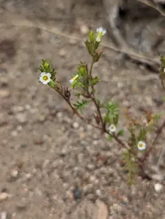 Sticky Phacelia thumbnail 4