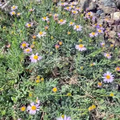 Klamath fleabane thumbnail 3