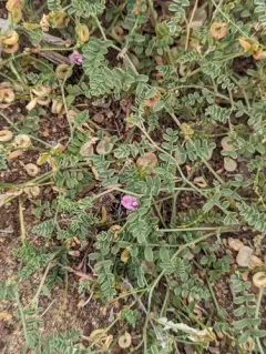 Alvord Milkvetch thumbnail 3