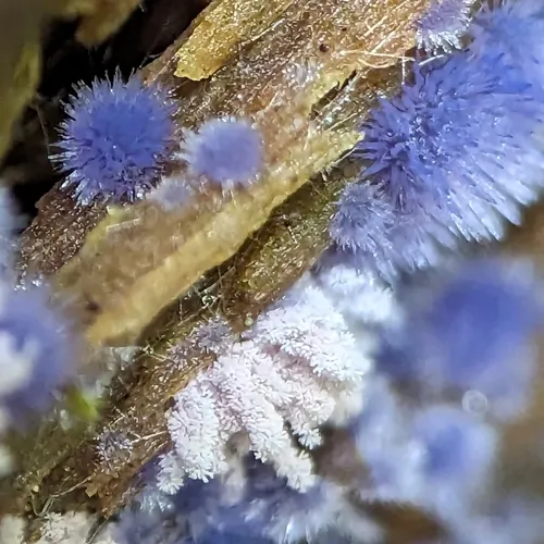 Chromelosporiopsis coerulescens
