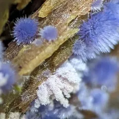 Chromelosporiopsis coerulescens thumbnail 1