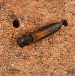 Isorhipis obliqua thumbnail 4