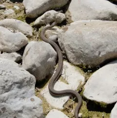 Queensnake thumbnail 2