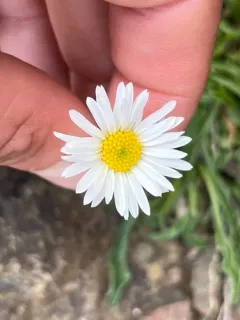 Flett's Fleabane thumbnail 3