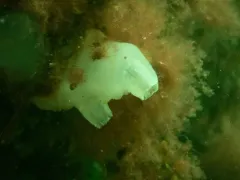 Northern Sea Squirt thumbnail 4