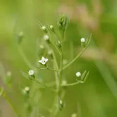 Field Bastard-toadflax thumbnail 3