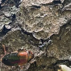 Ampulex canaliculata thumbnail 2