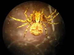 Xysticus luctuosus thumbnail 3