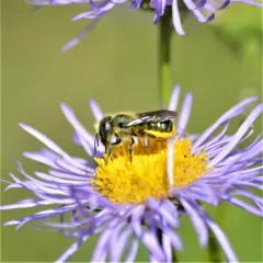 Colorado Mason thumbnail 3