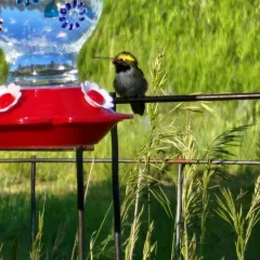 Broad-tailed Hummingbird thumbnail 4