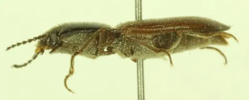 Beringian Click Beetle
