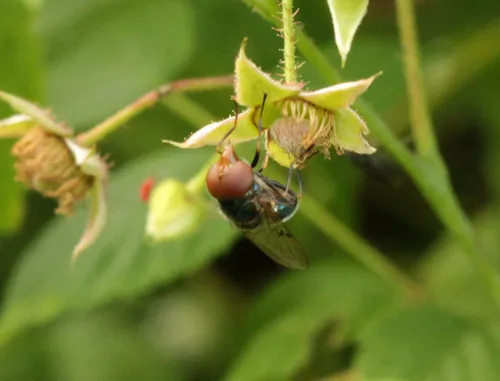 Iridescent Bromeliad Fly