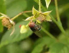 Iridescent Bromeliad Fly thumbnail 1