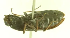 Dark Click Beetle thumbnail 3