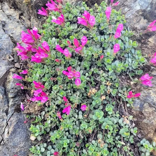 Cliff Beardtongue